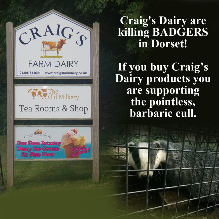 CRAIGS FARM DAIRY OSMINGTON, DORSET Innocent Badger