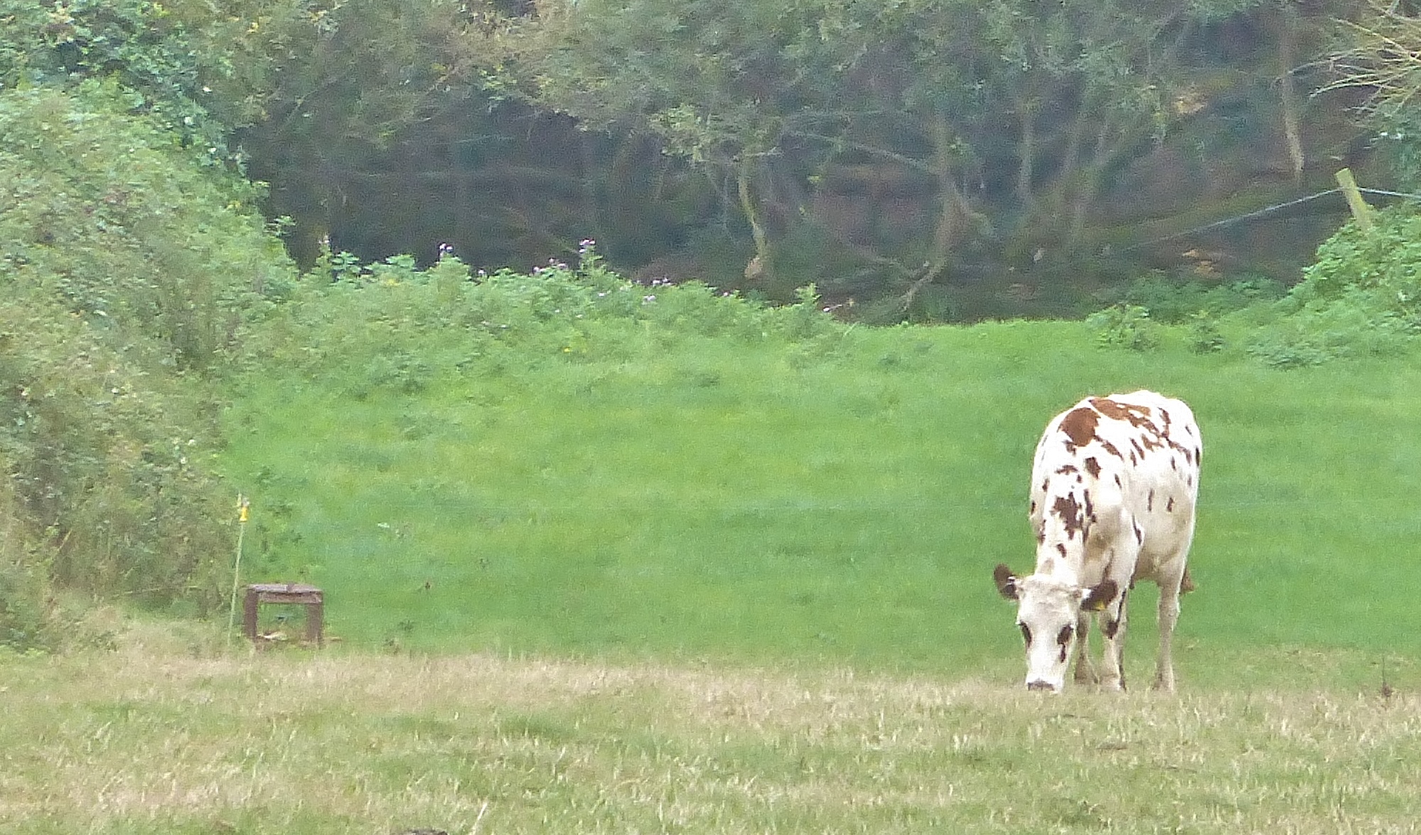 CRAIGS FARM DAIRY OSMINGTON, DORSET Innocent Badger